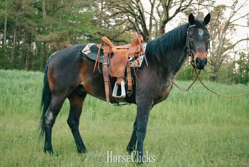 Quarter Horse - "Jasper" Bay Roan Gelding Quarter Horse