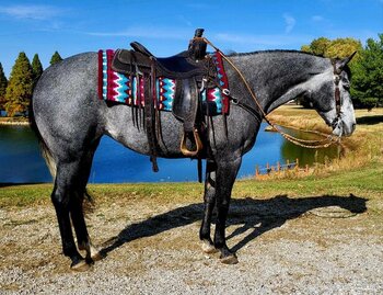 "MISS GOOD DECISION" Grey Mare Quarter Horse