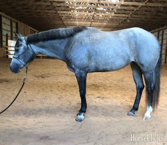 "MISS GOOD DECISION" Grey Mare Quarter Horse