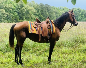 "Bunny" Bay Mare Arabian Cross