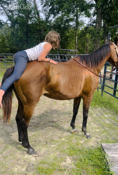 "Bunny" Bay Mare Arabian Cross