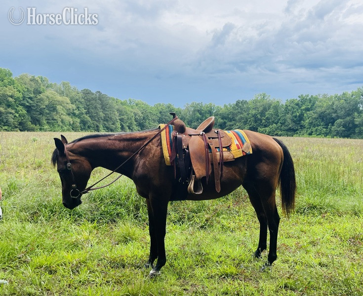 "Bunny" Bay Mare Arabian Cross - Arabian Cross in South Carolina