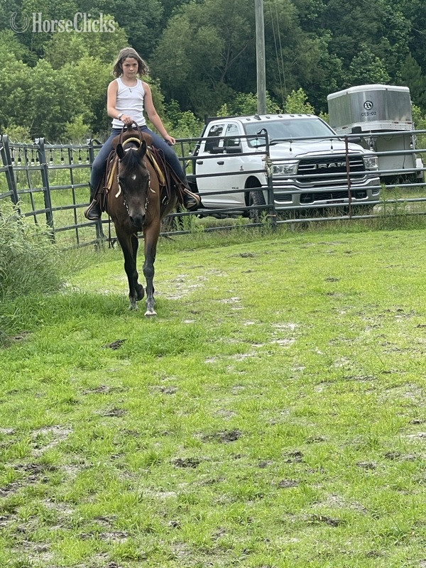 "Bunny" Bay Mare Arabian Cross South Carolina