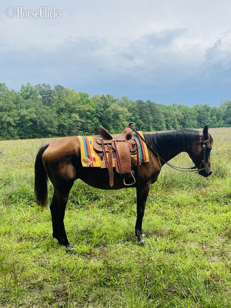 Arabian Cross - "Bunny" Bay Mare Arabian Cross