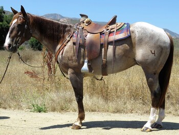 "FOUR TIMES AS SMART" Red Roan Gelding Quarter Horse