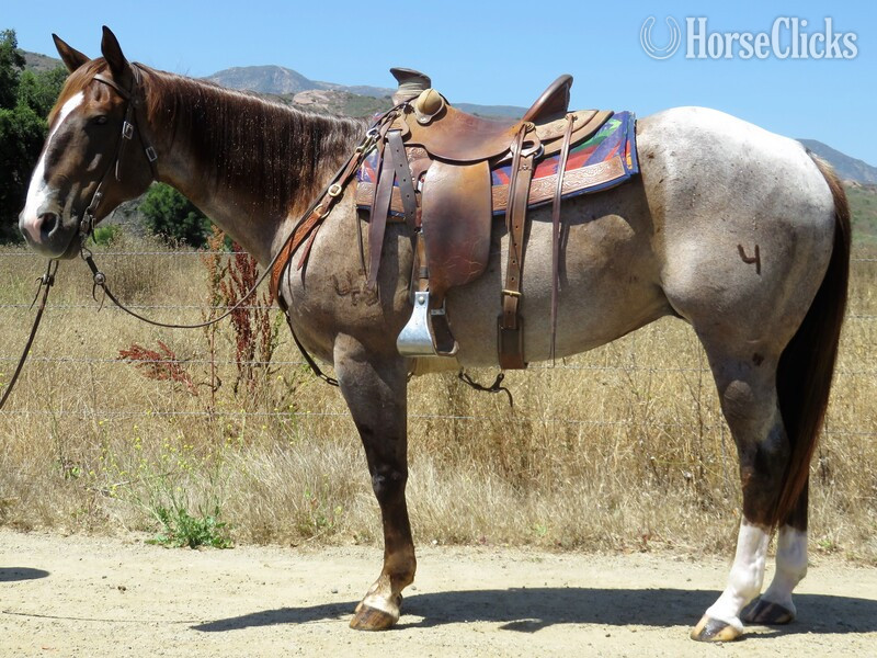 "FOUR TIMES AS SMART" Red Roan Gelding Quarter Horse in California
