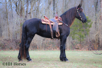 "CBH JULIE" Black Mare Friesian