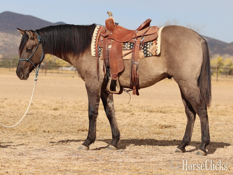 "Pocket" Grulla Gelding Quarter Horse in California