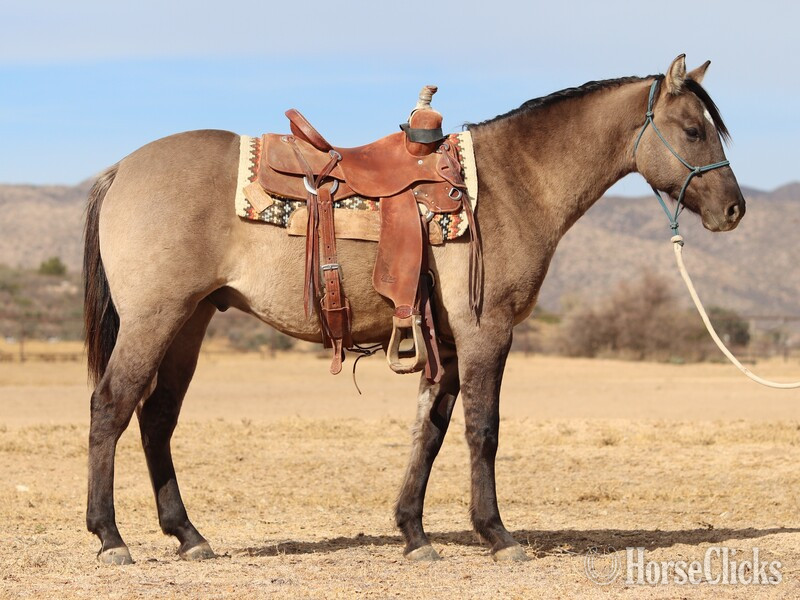 "Pocket" Grulla Gelding Quarter Horse