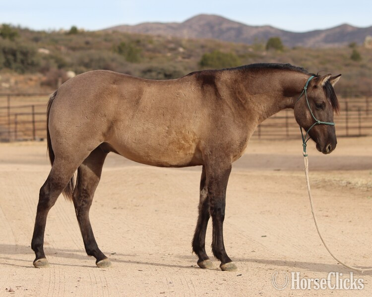 California "Pocket" Grulla Gelding Quarter Horse
