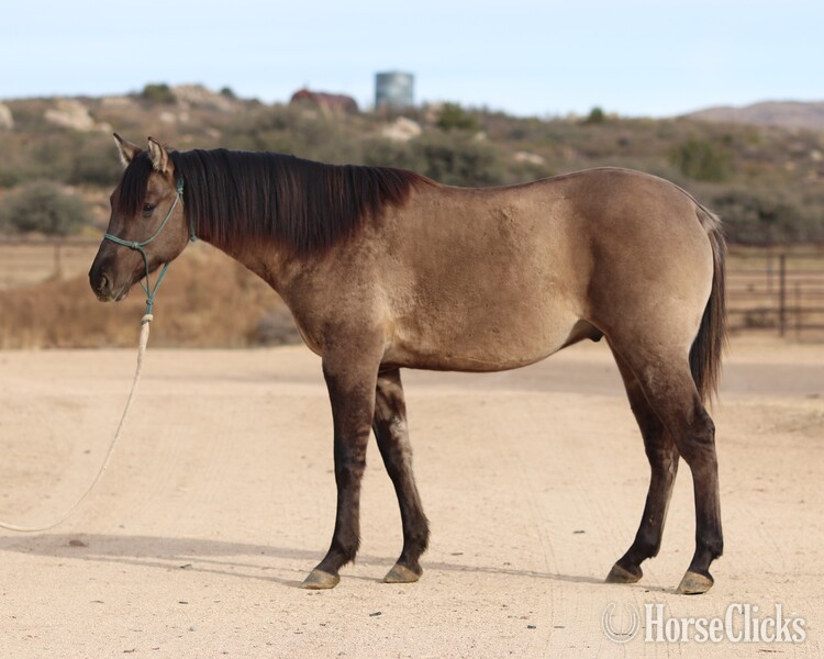 "Pocket" Grulla Gelding Quarter Horse - Quarter Horse in California