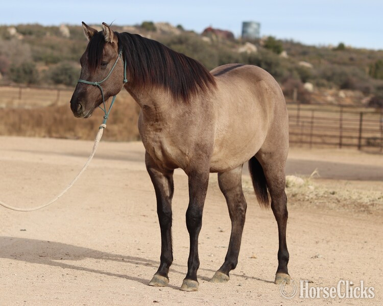 "Pocket" Grulla Gelding Quarter Horse - Quarter Horse