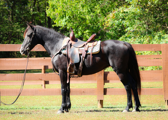 "ELSIE" Black Mare Rocky Mountain