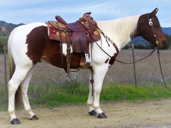 "COLOR ME RAPID" Brown Gelding Paint