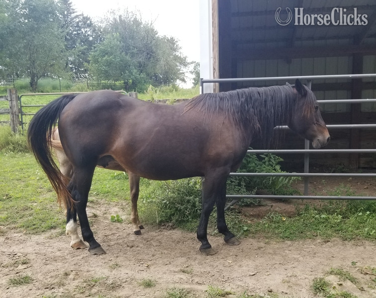 "SUGS HOLLY DUN IT" Bay Broodmare Quarter Horse in Iowa