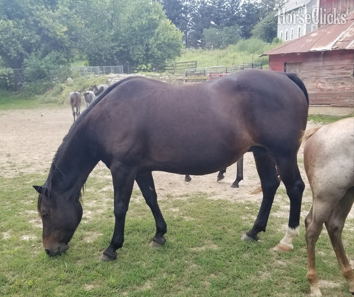 "SUGS HOLLY DUN IT" Bay Broodmare Quarter Horse