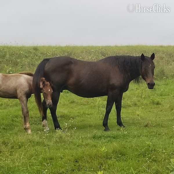 "SUGS HOLLY DUN IT" Bay Broodmare Quarter Horse - Quarter Horse in Iowa