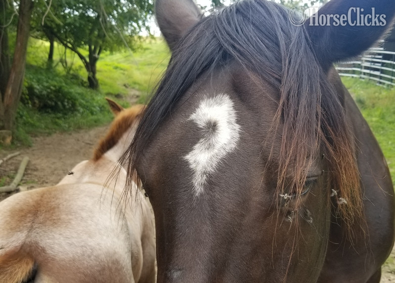 "SUGS HOLLY DUN IT" Bay Broodmare Quarter Horse - Quarter Horse