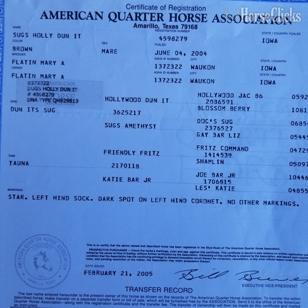 "SUGS HOLLY DUN IT" Bay Broodmare Quarter Horse Iowa