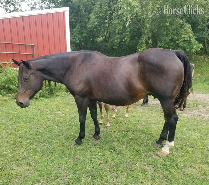 Quarter Horse - "SUGS HOLLY DUN IT" Bay Broodmare Quarter Horse