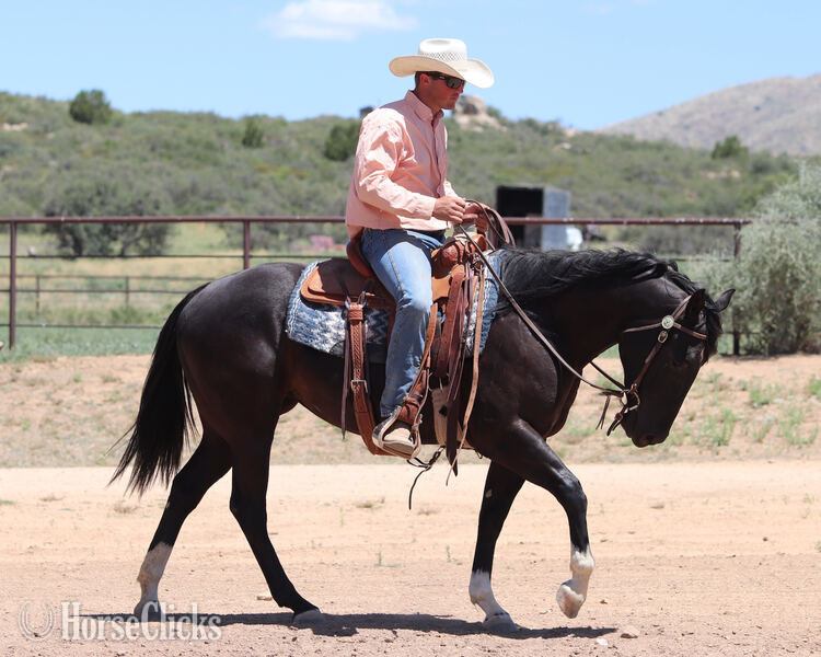 "Lola" Black Mare Quarter Horse in California