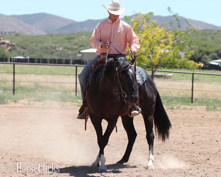 California "Lola" Black Mare Quarter Horse