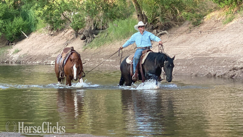 "Lola" Black Mare Quarter Horse - Quarter Horse in California
