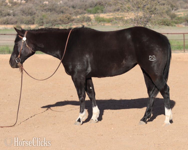 "Lola" Black Mare Quarter Horse - Quarter Horse