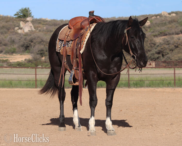 "Lola" Black Mare Quarter Horse California