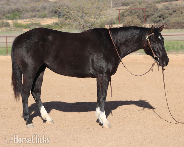 Quarter Horse - "Lola" Black Mare Quarter Horse in California