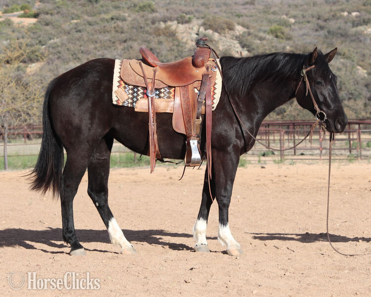 Quarter Horse - "Lola" Black Mare Quarter Horse
