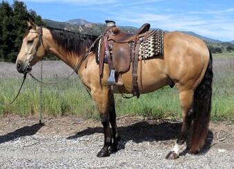 "INSTANT CHROME" Buckskin Gelding Quarter Horse