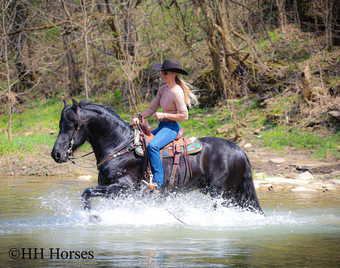 "HAGAN" Black Stallion Friesian