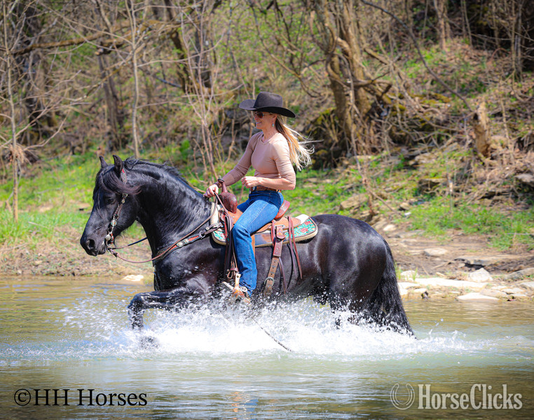 "HAGAN" Black Stallion Friesian in Kentucky