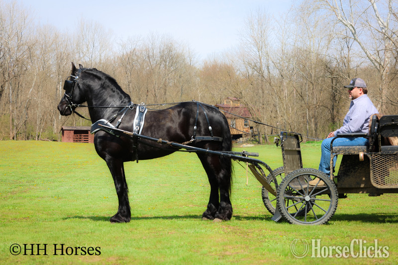 "HAGAN" Black Stallion Friesian