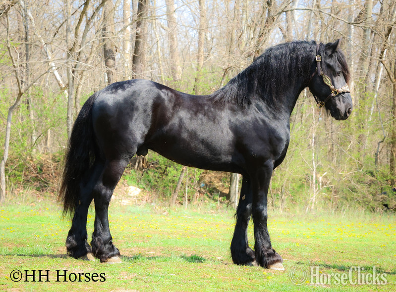 Kentucky "HAGAN" Black Stallion Friesian