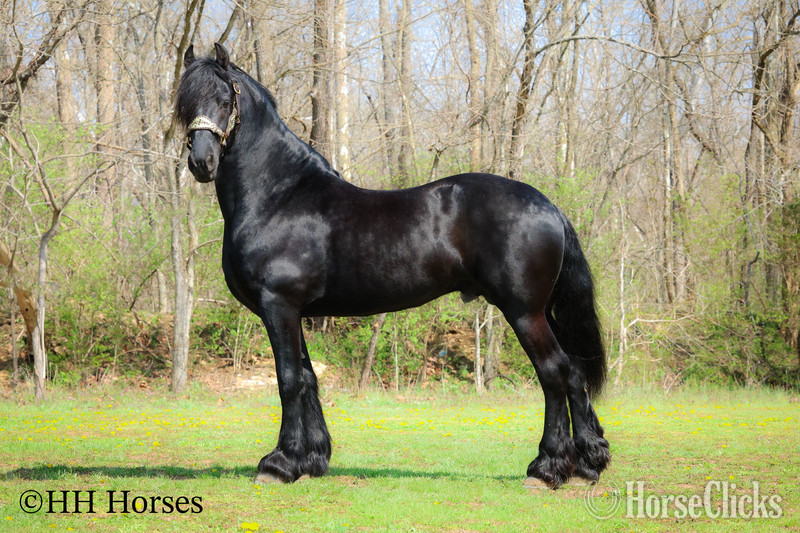 "HAGAN" Black Stallion Friesian - Friesian in Kentucky