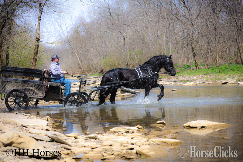 "HAGAN" Black Stallion Friesian - Friesian