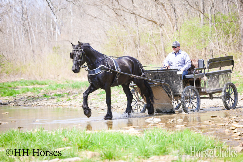"HAGAN" Black Stallion Friesian Kentucky