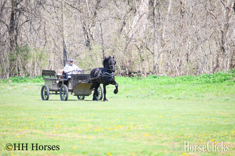 Friesian - "HAGAN" Black Stallion Friesian in Kentucky