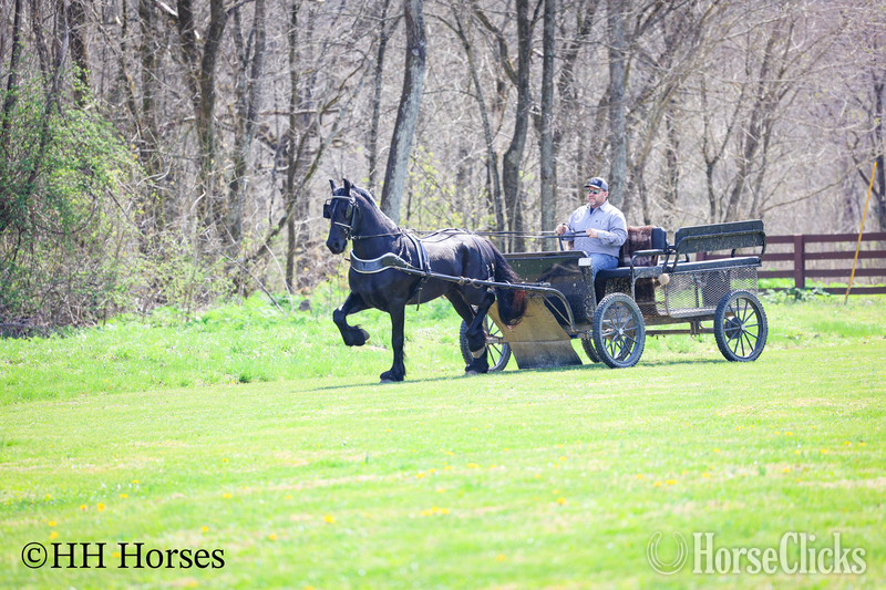 Friesian - "HAGAN" Black Stallion Friesian