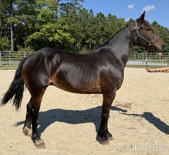"Bay" Bay Mare Draft