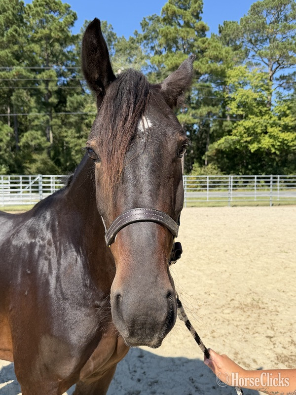 North Carolina "Bay" Bay Mare Draft