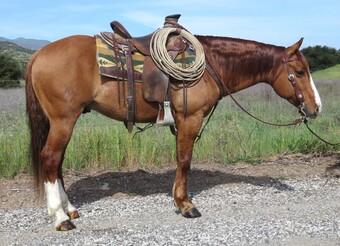 "CQH KING COWBOY" Red Dun Gelding Quarter Horse