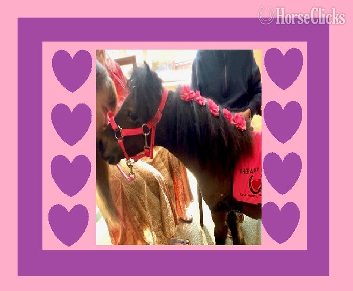 "Kisses" Bay Mare American Miniature in Florida