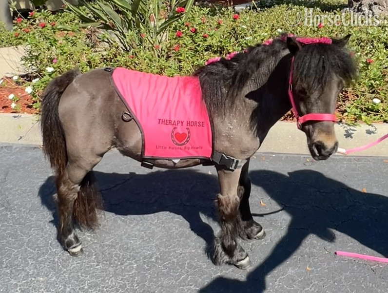 "Kisses" Bay Mare American Miniature