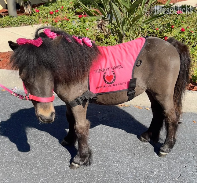 Florida "Kisses" Bay Mare American Miniature
