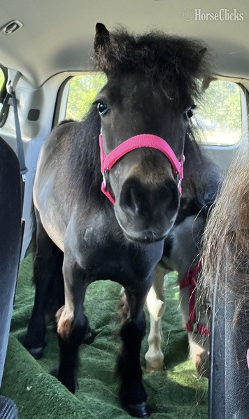 "Kisses" Bay Mare American Miniature - American Miniature in Florida