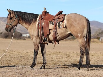"Churro" Dun Gelding Quarter Horse