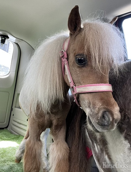 "Chanel " Pinto Filly American Miniature